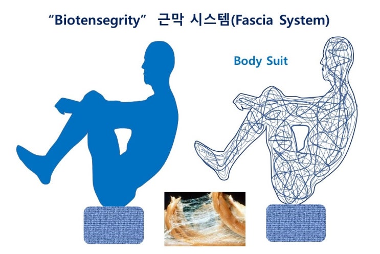  등허리근막(흉요근막, Thoracolumbar Fascia), 몸통근육 슬링(sling)과 Biotensegrity