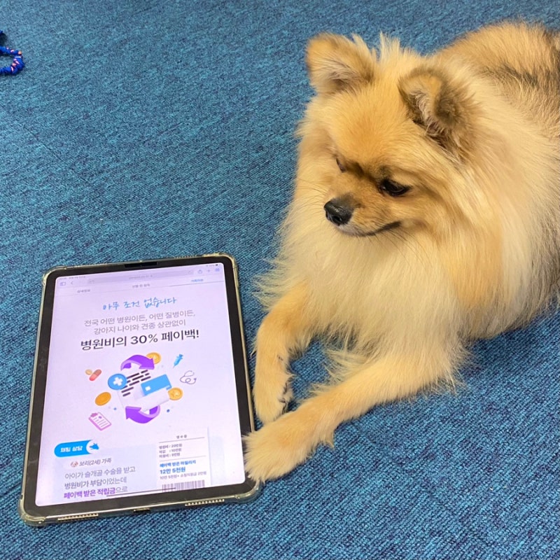 Feopet 회원, 개 보험 애완 동물 병원 비용 절감 검토 4