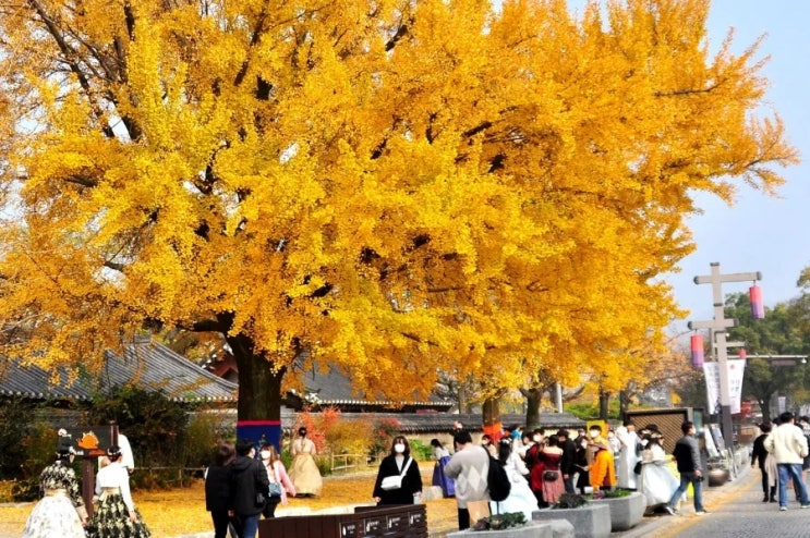  2022 단풍시기 Ι 설악산/주왕산/내장산/용문산/속리산/계룡산/팔공산 등 단풍 시작 & 절정시기