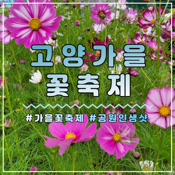  일산 호수공원 고양 가을꽃축제 (feat. 피크닉 명당과 인생샷 장소)