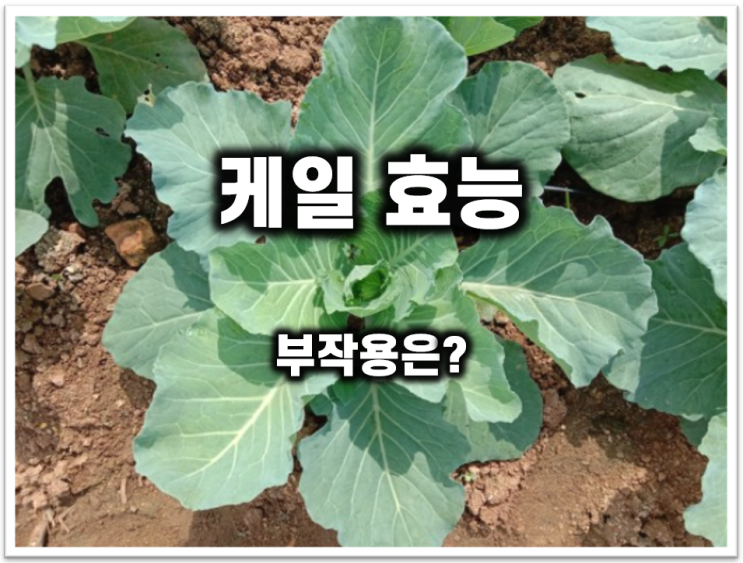  케일 효능이 궁금하다면? 부작용은?