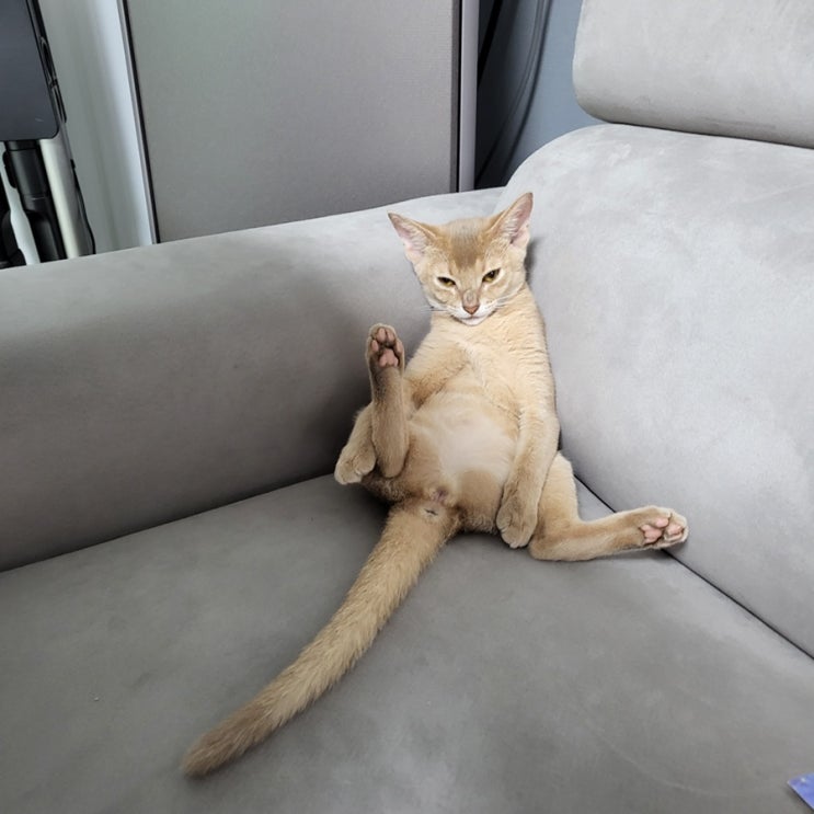  애교가 많은 고양이 아비시니안 폰 입양