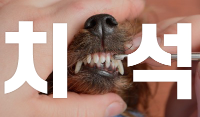  강아지 플라그오프 치석제거제 효과 있을까?