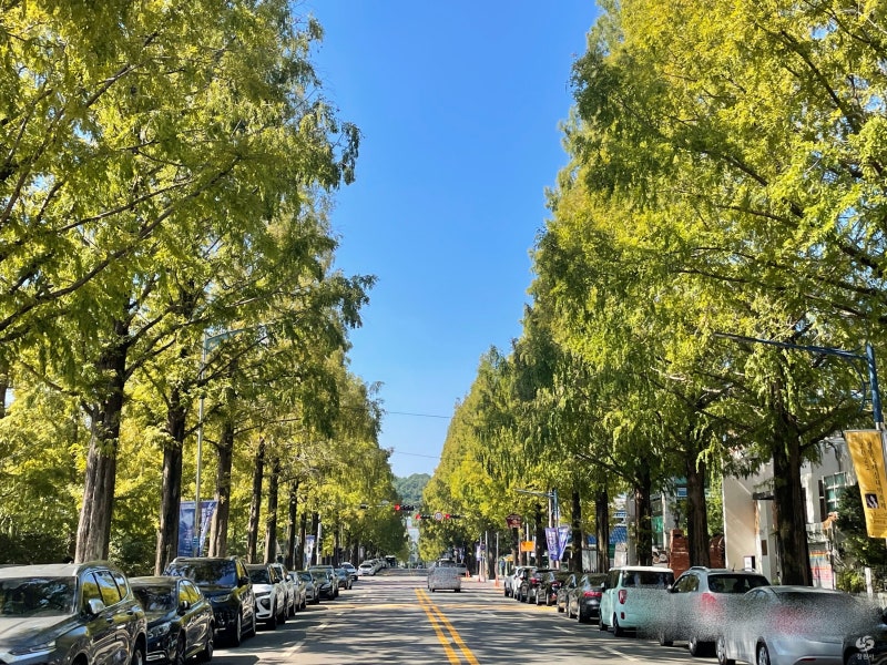 changwon tree street