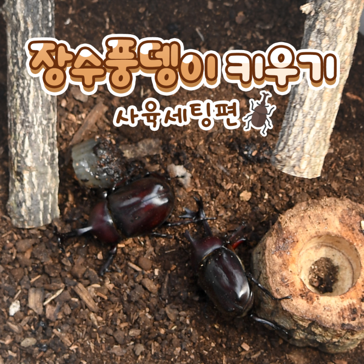  c장수풍뎅이 키우기! - '사육세팅'편
