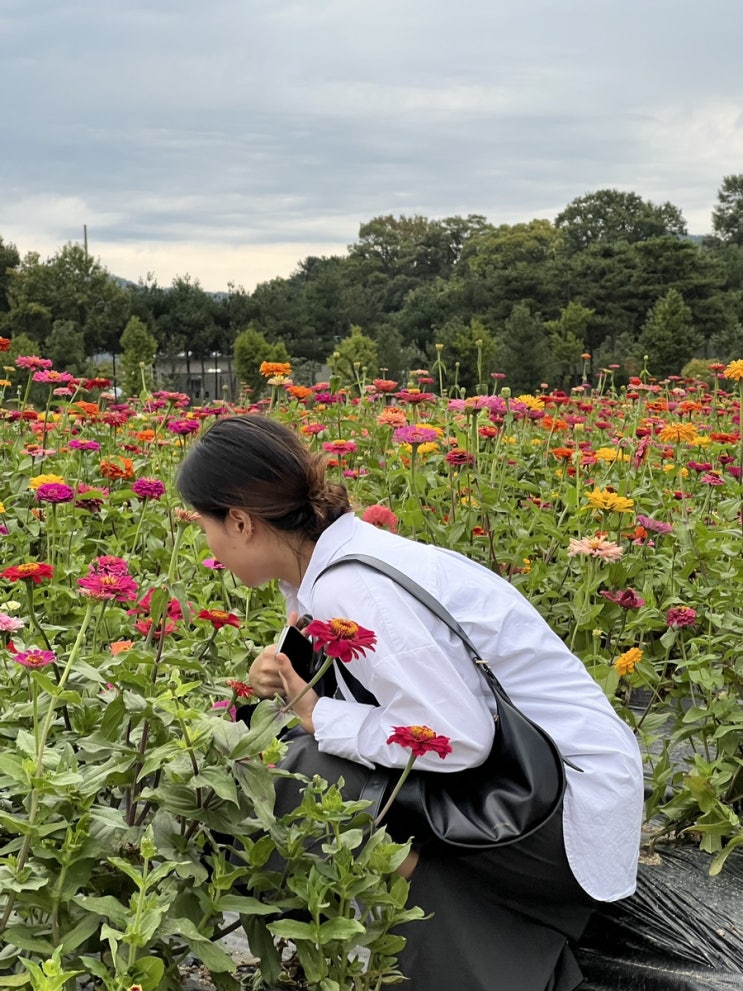  일단 양주 나리농원 백일홍 축제로 시작해본다