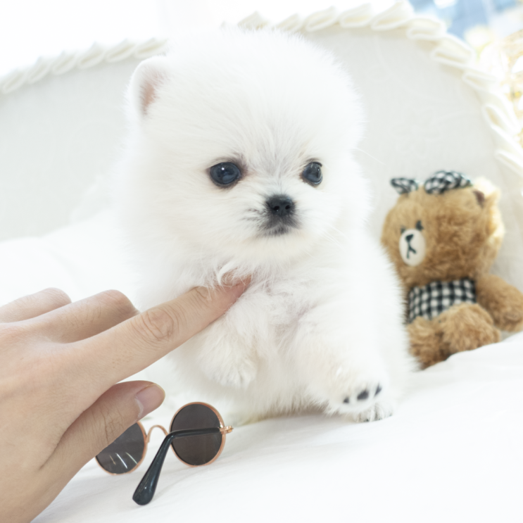 다산강아지분양 미니 화이트포메 왕자님~ '모찌'