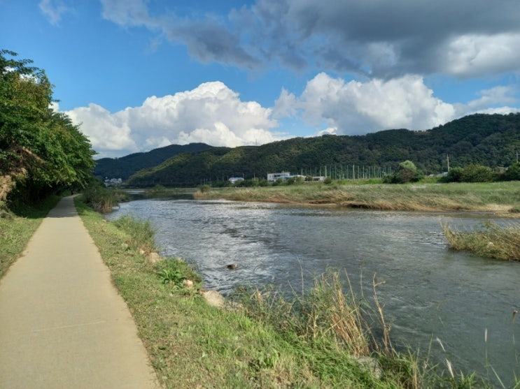  경안천 산책로에 쓰레기나무?