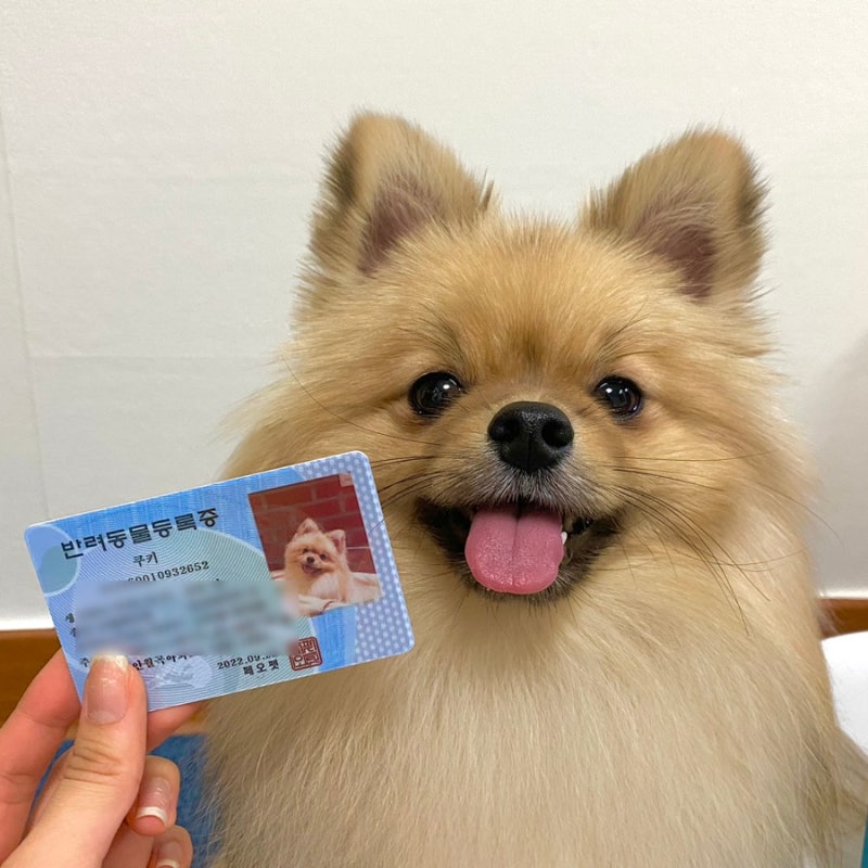 Feopet 회원, 개 보험 애완 동물 병원 비용 절감 검토 3