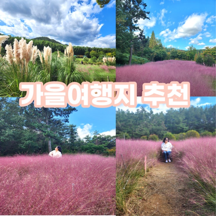 울산 핑크뮬리 명소로 가을여행지 추천!  『울산대공원』과 『태화강 국가 정원』 은 핑크로 로딩 중...