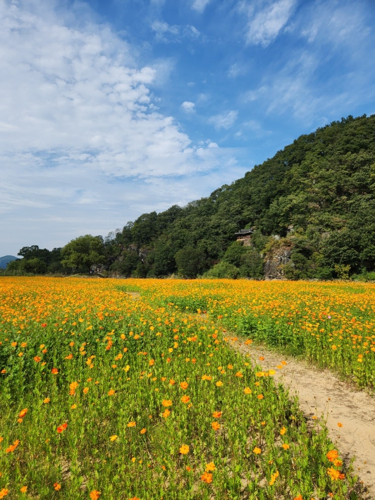  [경남 함안] 악양 생태공원 핑크 뮬리 & 코스모스, 악양 둑방 황화 코스모스