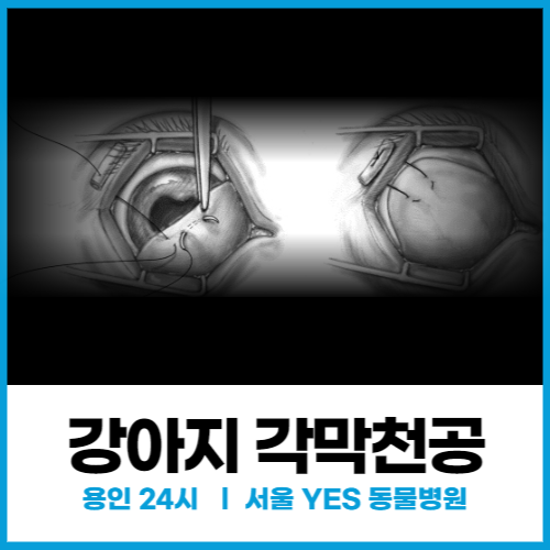  [외과]강아지 각막궤양에서 각막천공으로 진행, 결막플랩, 안과 응급수술(용인 분당 동물병원)