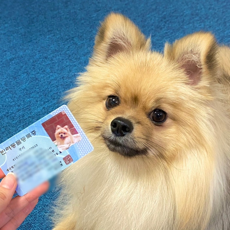 Feopet 회원, 개 보험 애완 동물 병원 비용 절감 검토 2