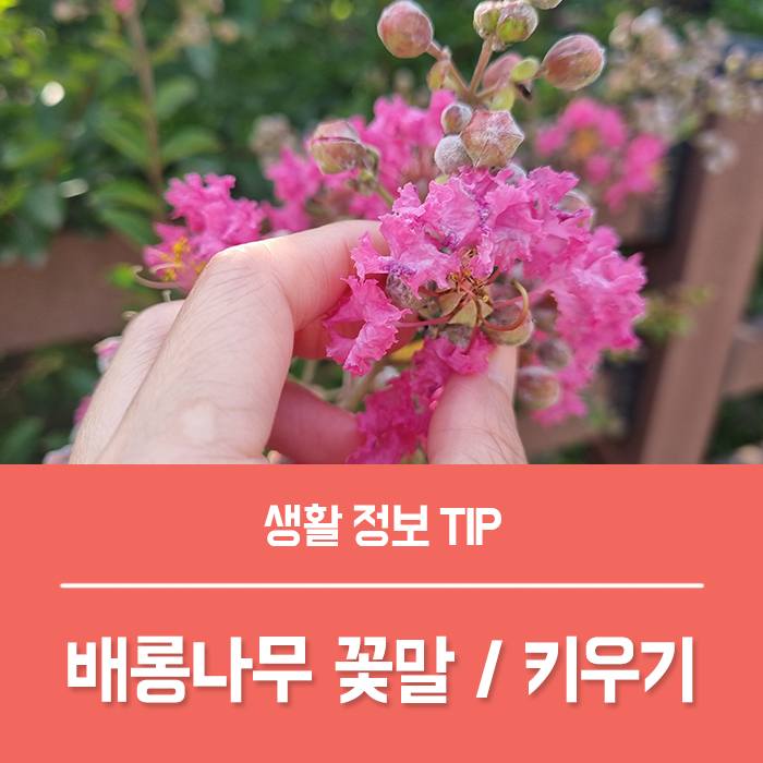 배롱나무 꽃말 목백일홍 배롱나무 묘목 키우기