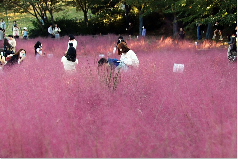 서울 올림픽공원 핑크뮬리 위치 들꽃마루 가는길 잠실가볼만한곳
