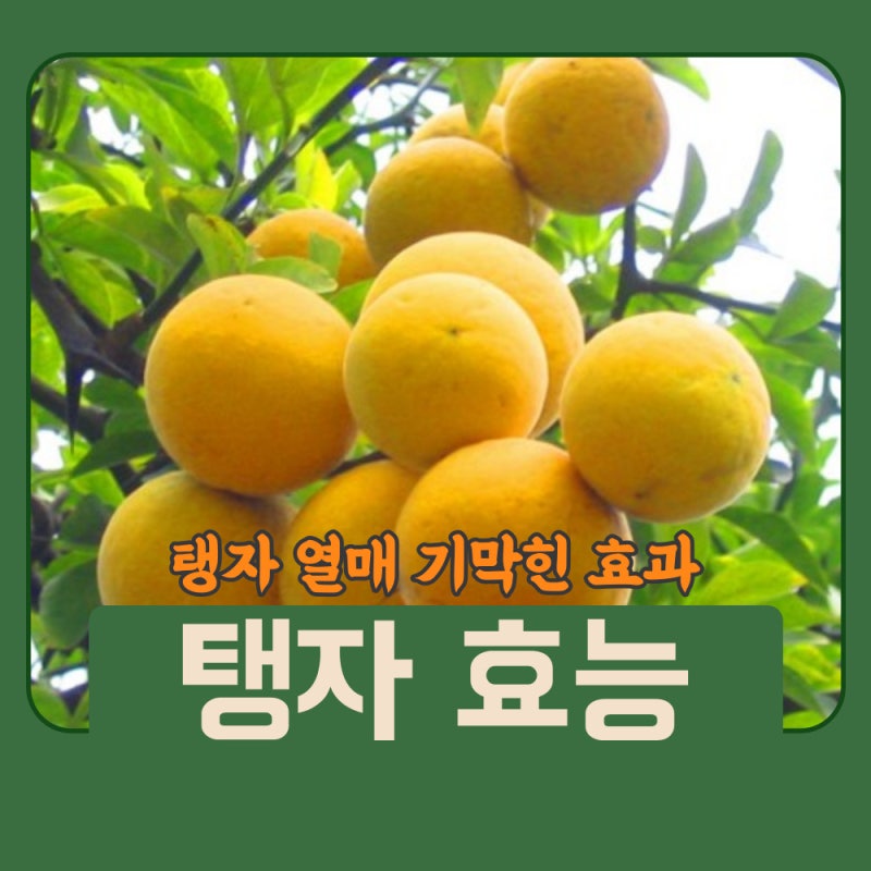탱자효능 및 먹는법 알아봐요 (Feat. 탱자효소)