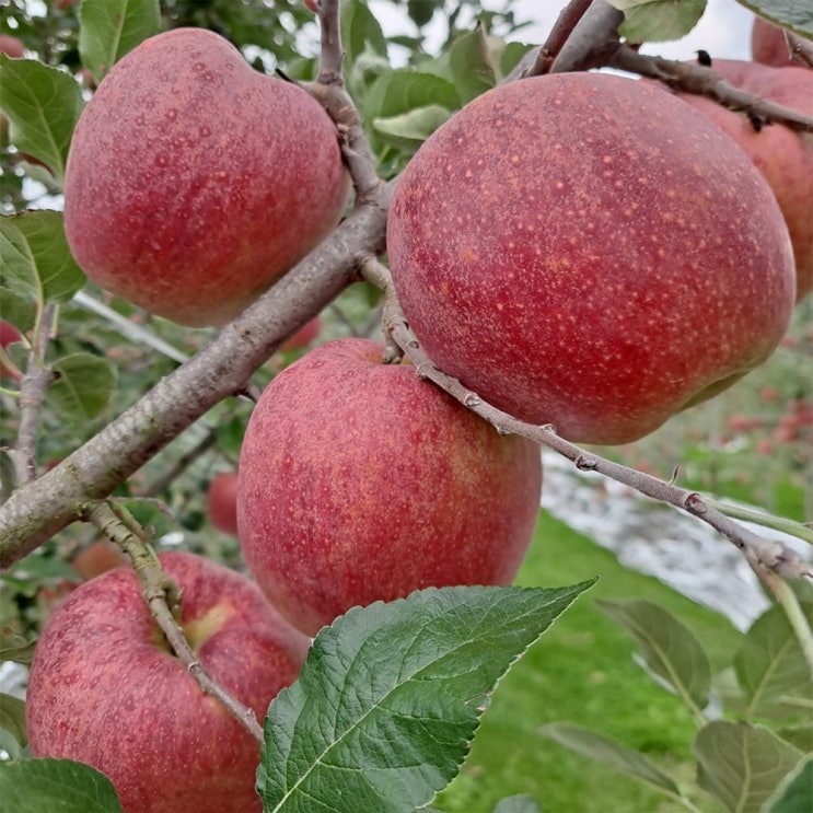 감홍사과는 과연 어떤 맛일까?