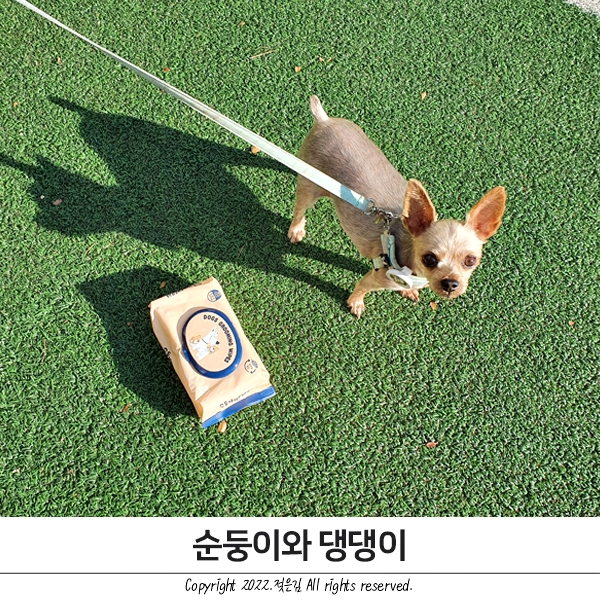 반려견물티슈 방이에게 쓰기 좋은 순둥이와 댕댕이 반려견물티슈 방이에게 쓰기 좋은 순둥이와 댕댕이