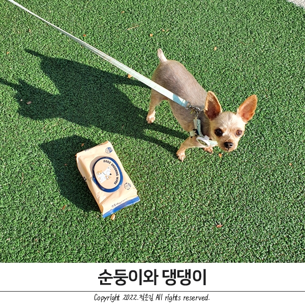 반려견물티슈 방이에게 쓰기 좋은 순둥이와 댕댕이