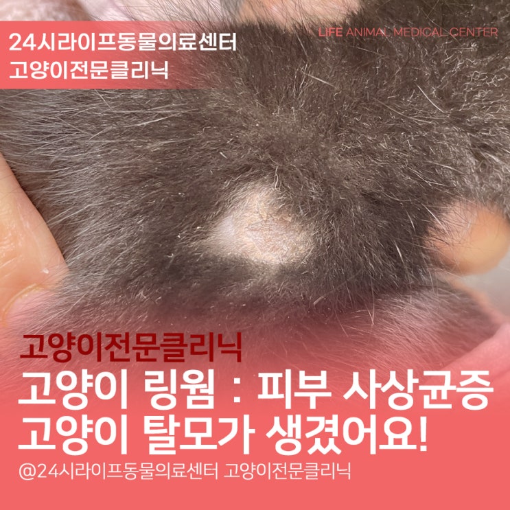 대구 고양이 동물병원 : 고양이 탈모가 생겼어요 / 고양이 링웜치료 / 고양이 피부 사상균증