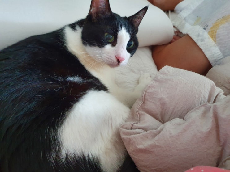 고양이 꼬리 악성 종양 수술 후 재발 야옹이 꼬리에 혹이 다시 생겼다.
