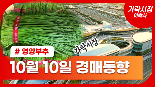  [경매사 일일보고] 10월 10일자 가락시장 "영양부추" 경매동향을 살펴보겠습니다!
