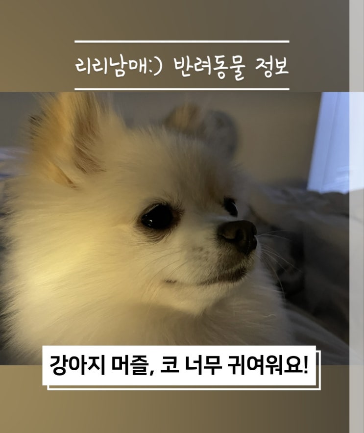  강아지 머즐 코 컨트롤 입질 훈련에 적합해요