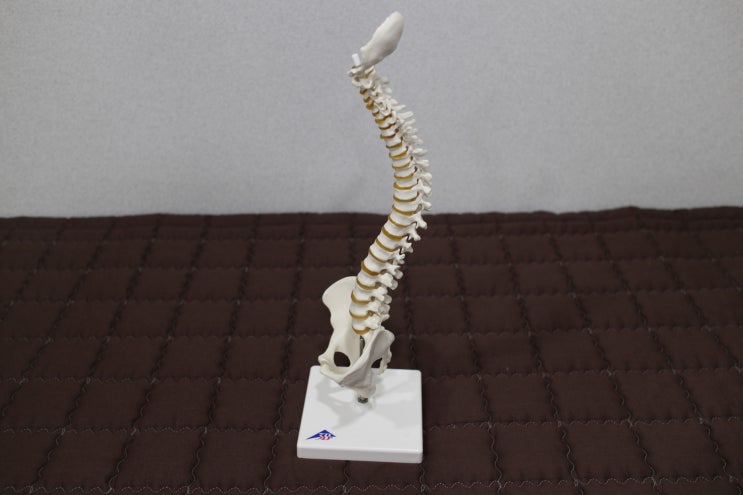  라운드숄더와 상부교차증후군의 증상, 추나요법 치료, 스트레칭