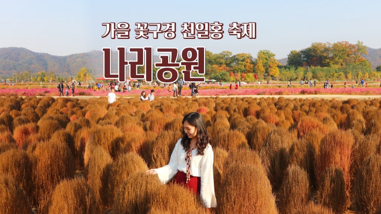 양주 가볼만한 곳 가을 꽃구경 '양주 나리공원 천일홍 축제' 양주 가볼만한 곳 가을 꽃구경 '양주 나리공원 천일홍 축제'
