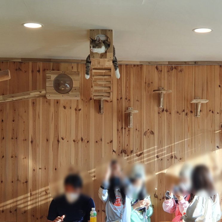 분당 이매동 째즈고양이 카페, 재즈 고양이 카페?