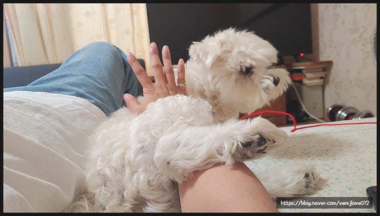  17주 차 주간일기 챌린지