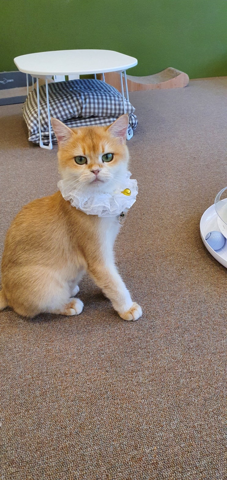  여기있어 고양이   고양이카페 방문