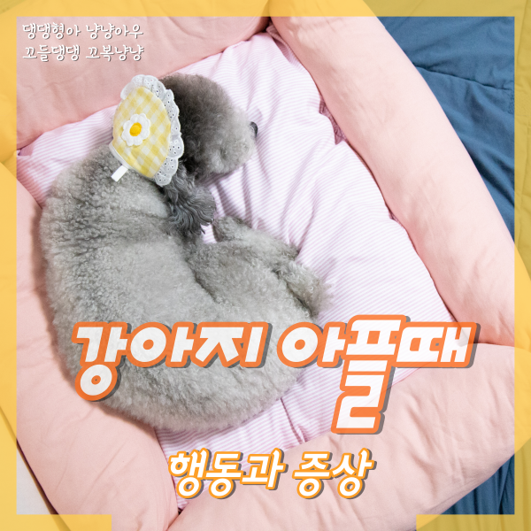  강아지 아플때 행동과 증상, 어떻게 표현할까요?