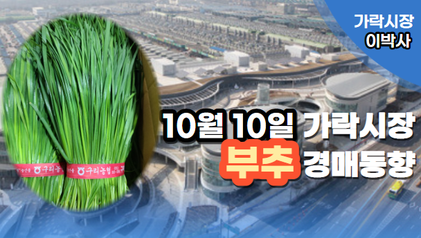  [경매사 일일보고] 10월 10일자 가락시장 "부추" 경매동향을 살펴보겠습니다!