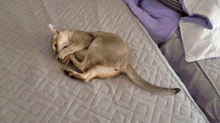  고양이 행동 중에 인형 물고 뒷발 팡팡 차는 건 어떤 이유 일까?