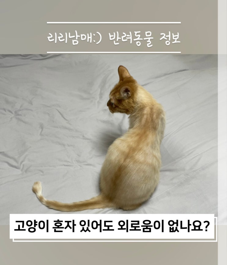  고양이 혼자 있을 때 외로움을 느낄 때 분리불안 행동이 있나요