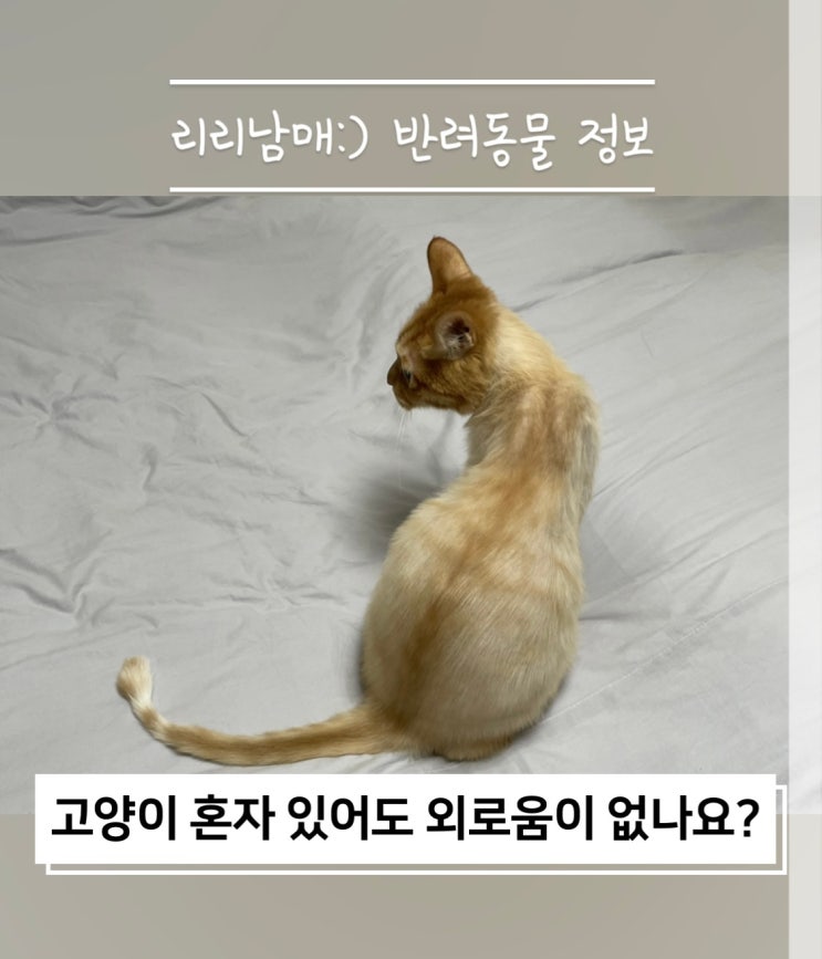 고양이 혼자 있을 때 외로움을 느낄 때 분리불안 행동이 있나요