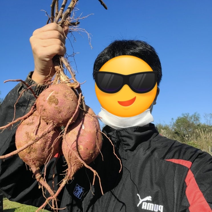 [블챌]10월제철음식 고구마캐는법 빨리 캐는방법 알려드려요