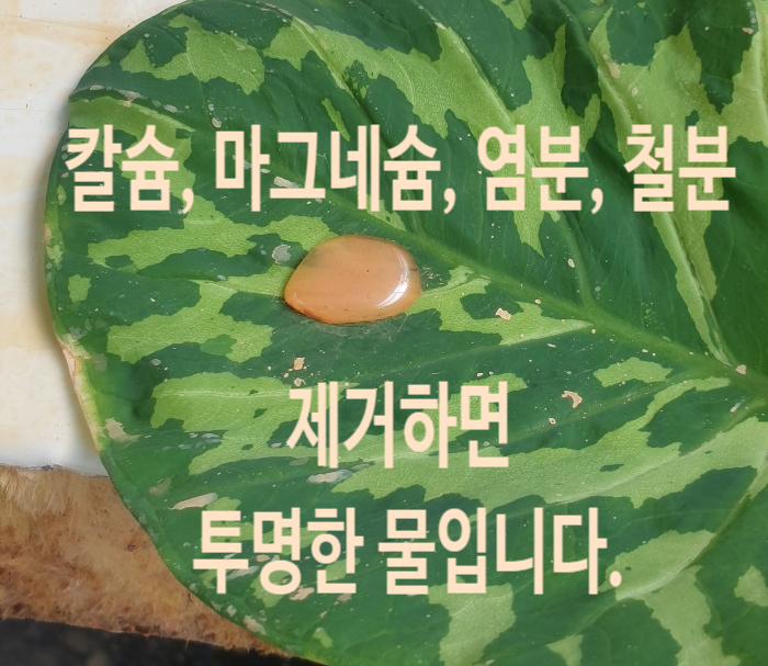 지하수 세균, 염분, 녹물, 석회 골고루 있습니다.