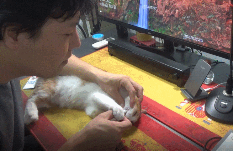 고양이 치석제거 덴티치카 치약 후기 고양이 치석제거 덴티치카 치약 후기