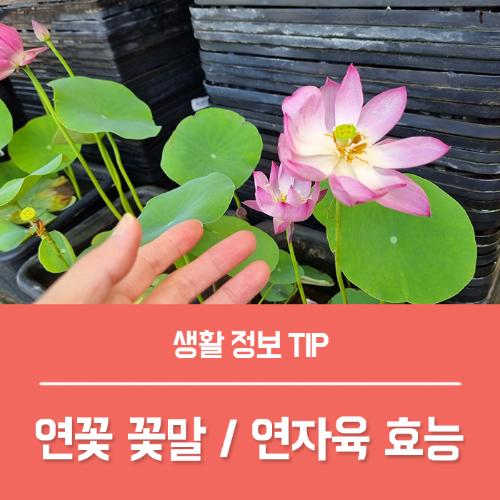  연꽃 꽃말, 키우기 연꽃 씨앗 연자육 효능