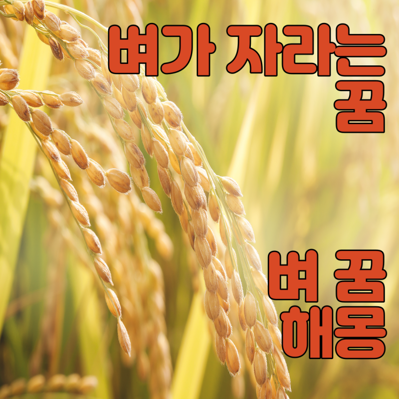 벼가 나오는 꿈, 벼 꿈 해몽