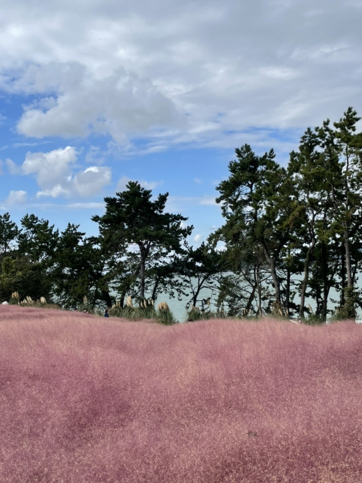 함평 돌머리 노을공원 핑크뮬리 + 돌머리해수욕장(광주 근교 나들이) 함평 돌머리 노을공원 핑크뮬리 + 돌머리해수욕장(광주 근교 나들이)