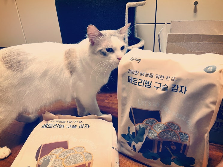 고양이 모래 브리지테일 페토리빙 구슬감자!! 고급 모래는 괜히 고급이 아니구만요! 고양이 모래 브리지테일 페토리빙 구슬감자!! 고급 모래는 괜히 고급이 아니구만요!