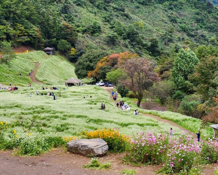  청주장거리택시 청주 인근 추정리 메밀밭 여행