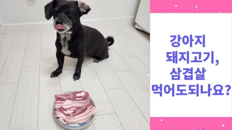 강아지 돼지고기 삼겹살 먹여도 되나요? 주의사항 꼭 알아야 해요 강아지 돼지고기 삼겹살 먹여도 되나요? 주의사항 꼭 알아야 해요