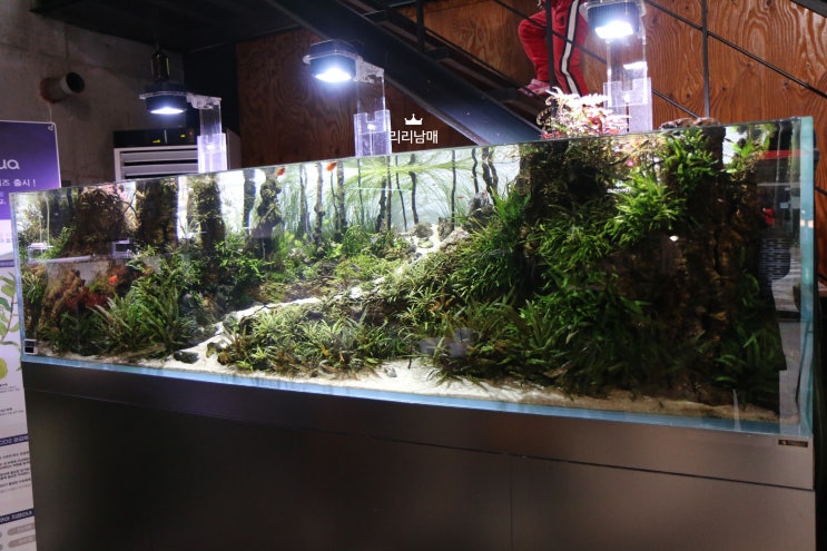 천안 수족관 카페 팀아쿠아 . 다양한 열대어 종류가 있어 물생활 입문 하기 전 가보면 좋은 곳