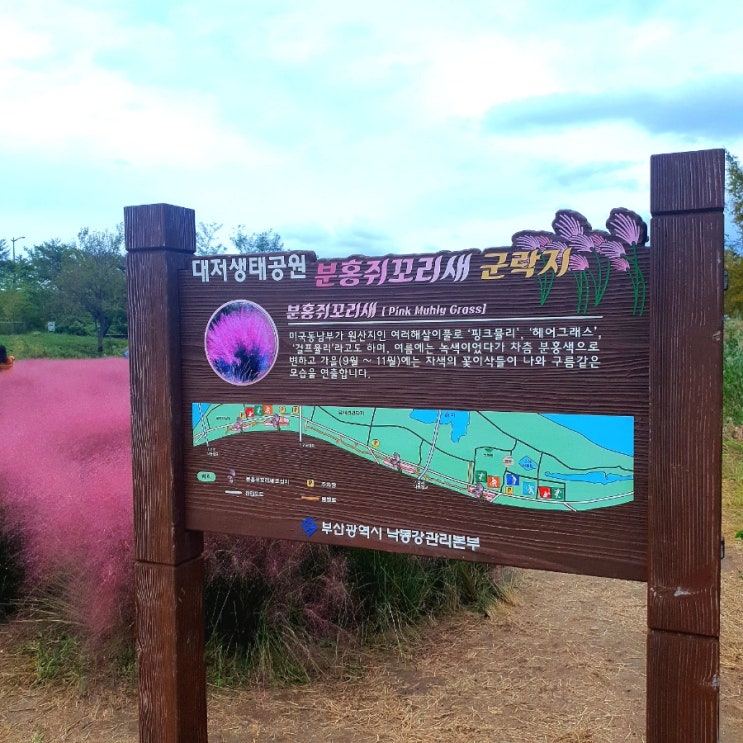 대저생태공원 분홍쥐꼬리새 핑크뮬리 군락지
