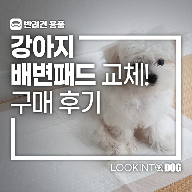 강아지 새로운 배변패드로 교체! 아몬스 국산에 절약형이라 구매한 후기