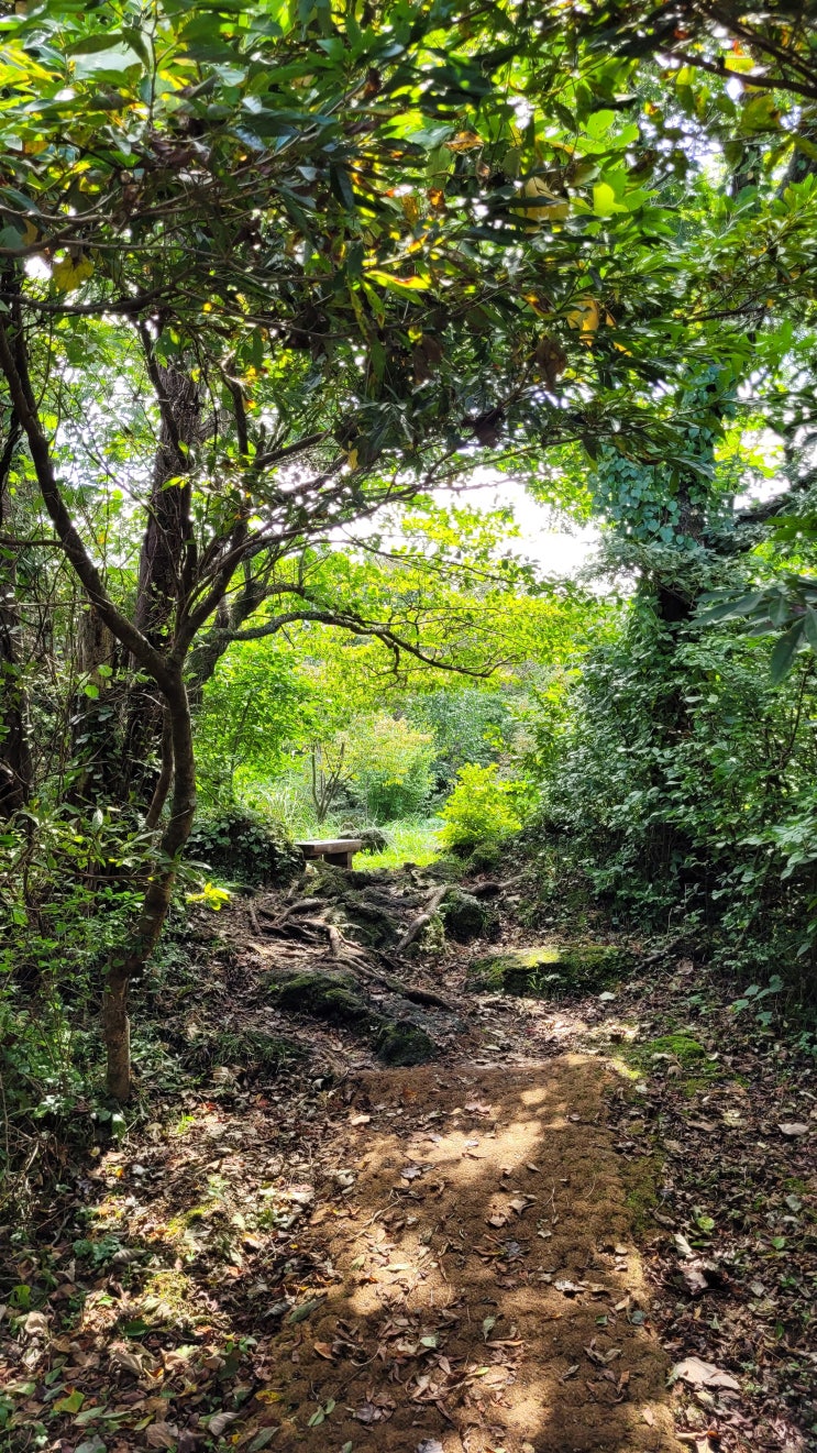  제주도 일상에서 올레길과 오름 보다 쉬운 산책 코스